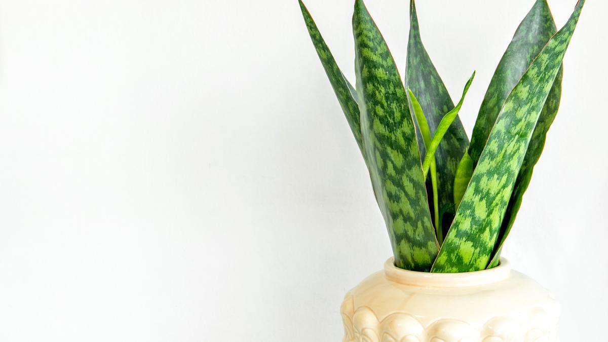 Kentia plantas de interior 3