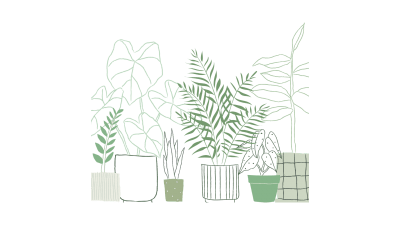 Kentia plantas de interior España