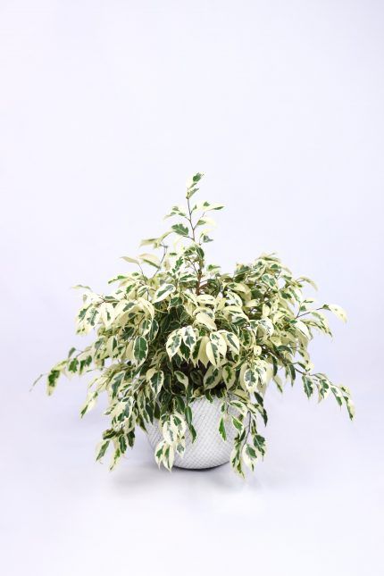 Comprar ficus