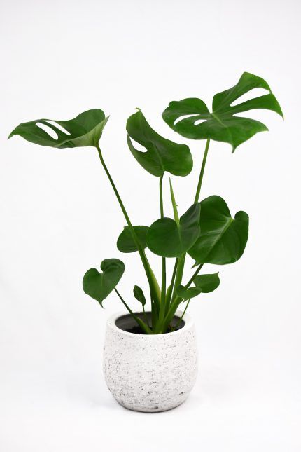 Comprar monstera