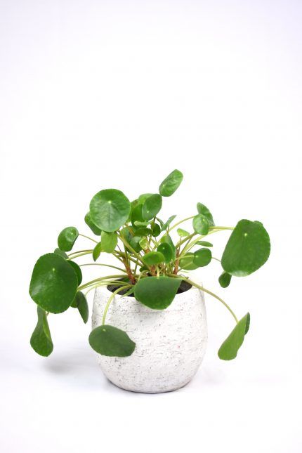 Comprar pilea
