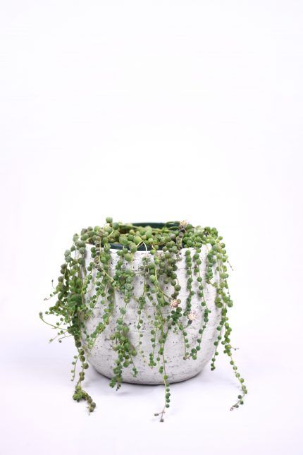 Comprar senecio